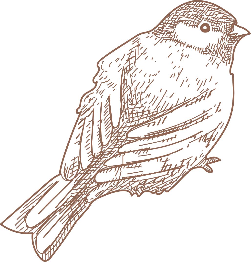Remarkable Birds Paperback